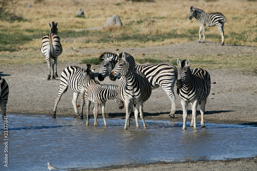 Gruppo di zebre