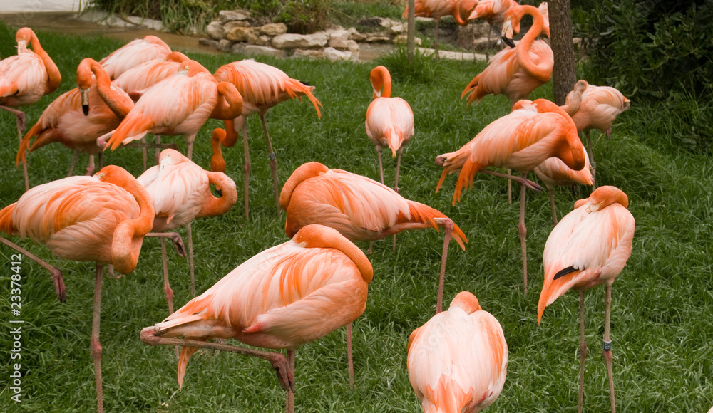 The group of flamingos at the zoo The group of flamingos at the zoo