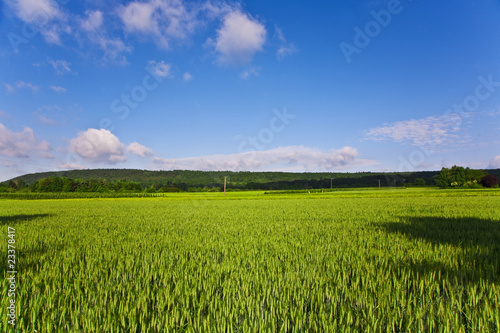 landscape with acres corn and white clouds
