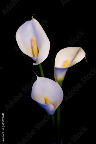 three white Calla lily on a black background