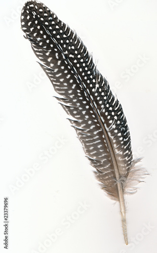 Guinea fowl feather
