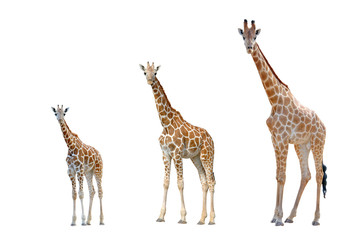 giraffe