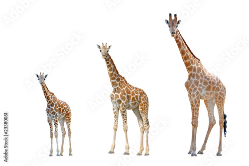 Canvas Print giraffe