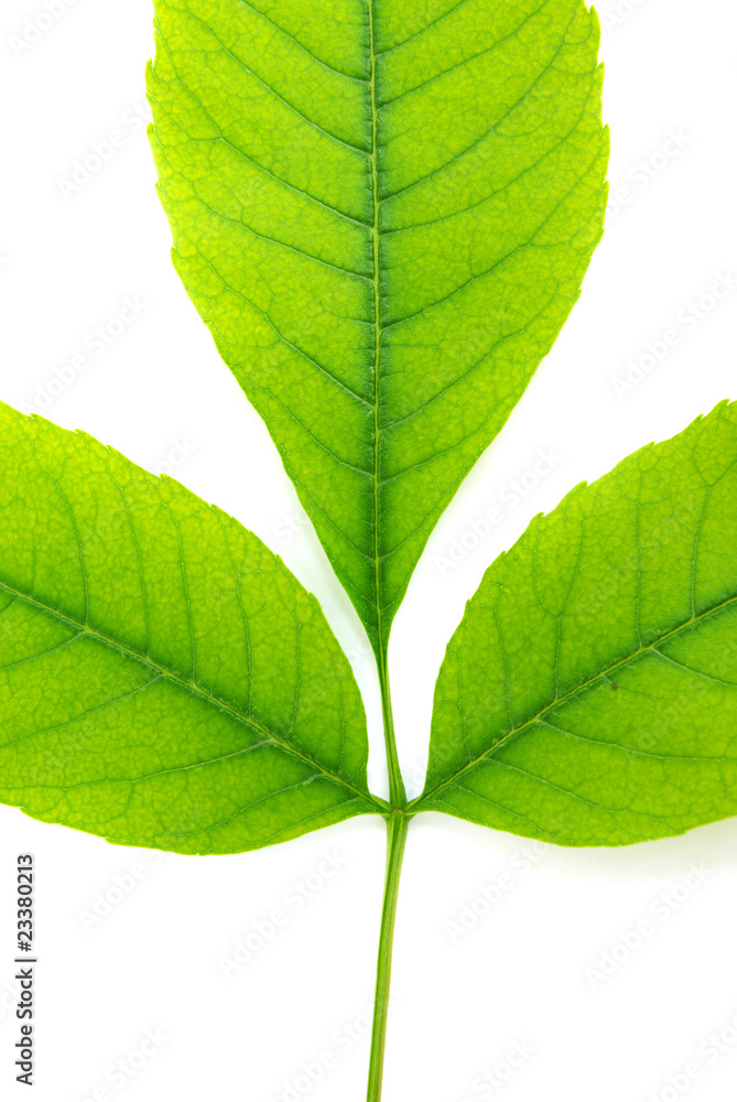 Fototapeta premium Isolated green leaf of tree. Element of design.