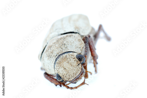 white insect beetle photo