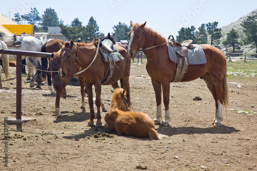 Hitching post