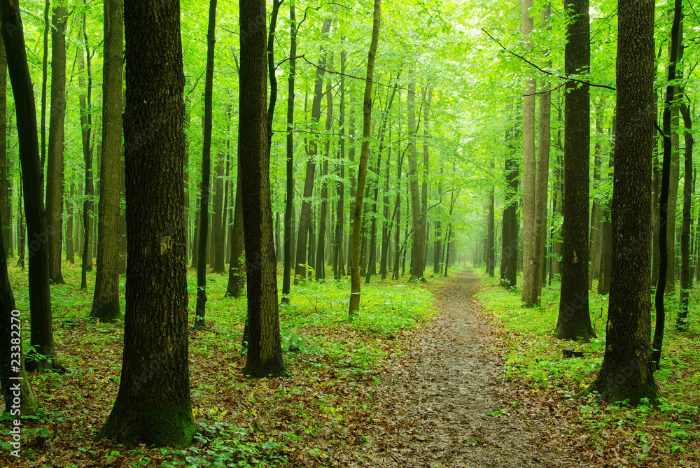 forest forest