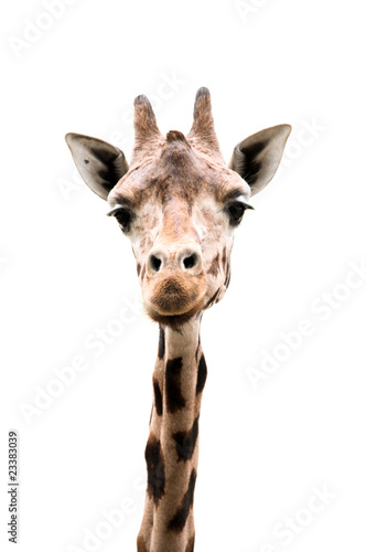 Neugieriger Blick einer Giraffe