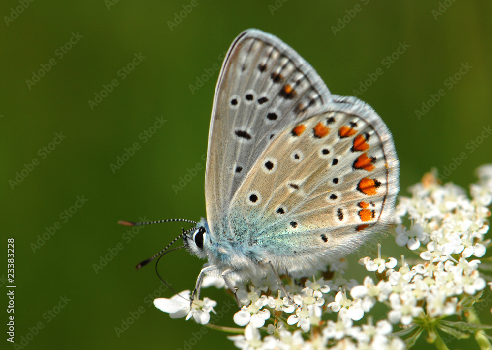 butterfly outdoor (polyommatus icarus) butterfly outdoor (polyommatus icarus)