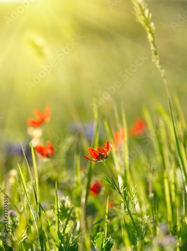 Red field flowers with green crops. Shallow DOF