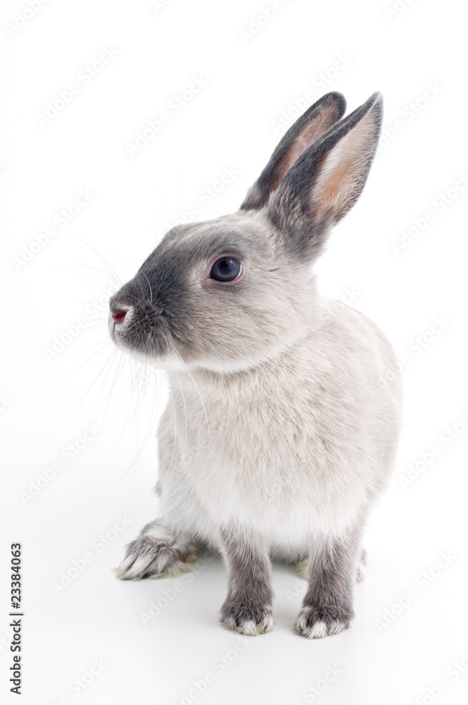 うさぎ うさぎ