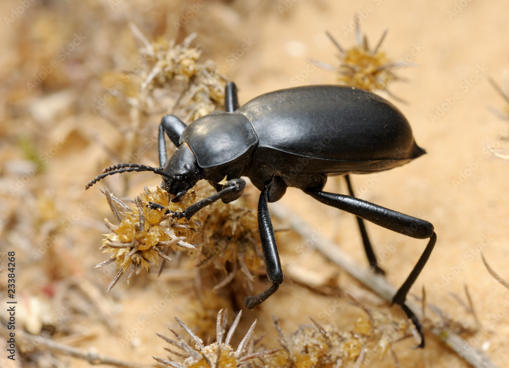 Obraz premium Darkling beetle on the sand