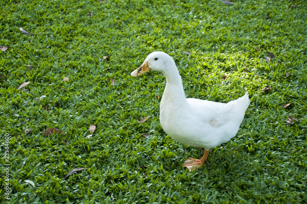 White pekin duck on a green grass White pekin duck on a green grass