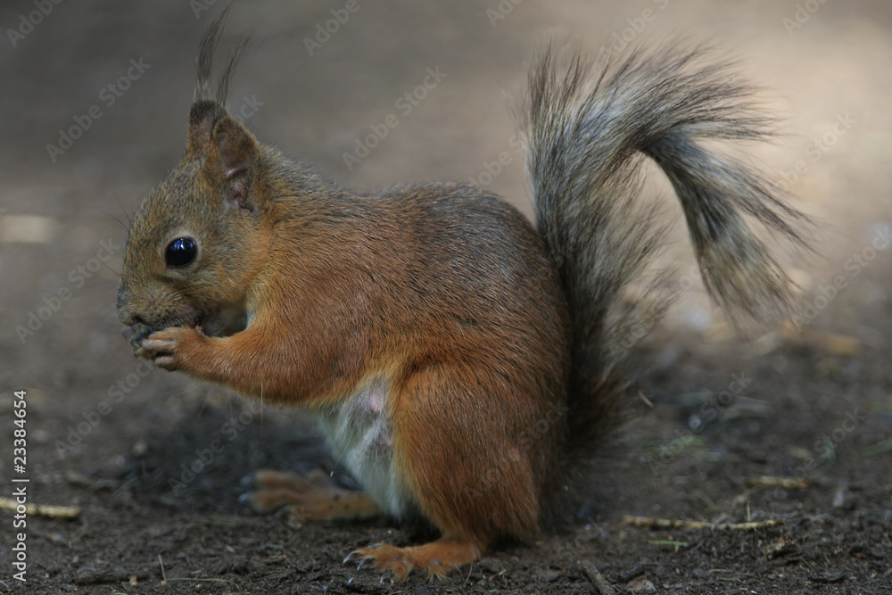 Fototapeta premium Squirrel take a dinner