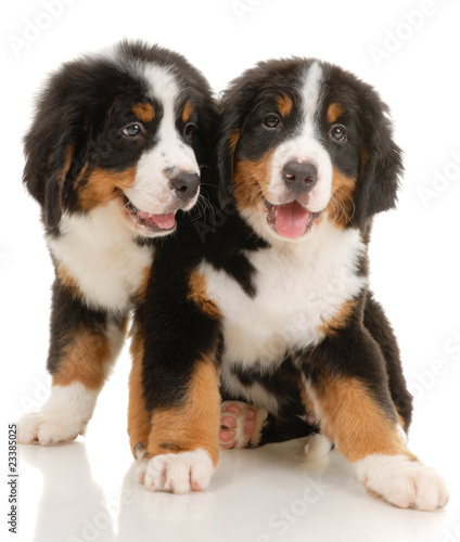 Two bernese sennenhund puppies on a white background
