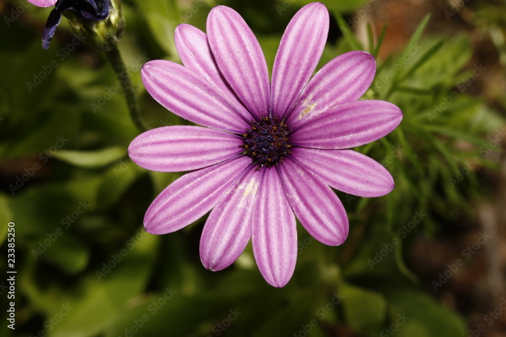 Obraz premium Flor lila