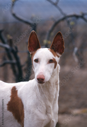 portrait d'un podenco ibicenco