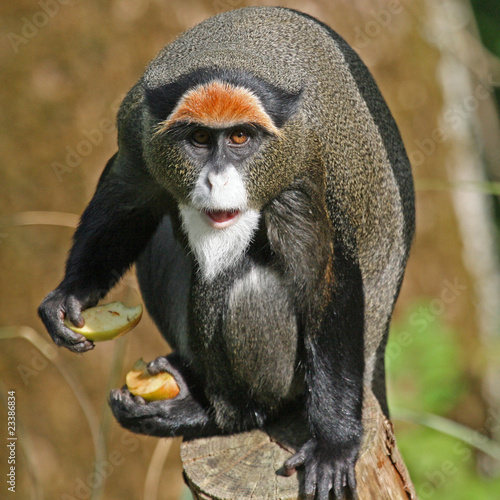 De Brazza's Monkey