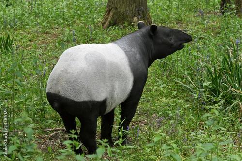 Tapir 4
