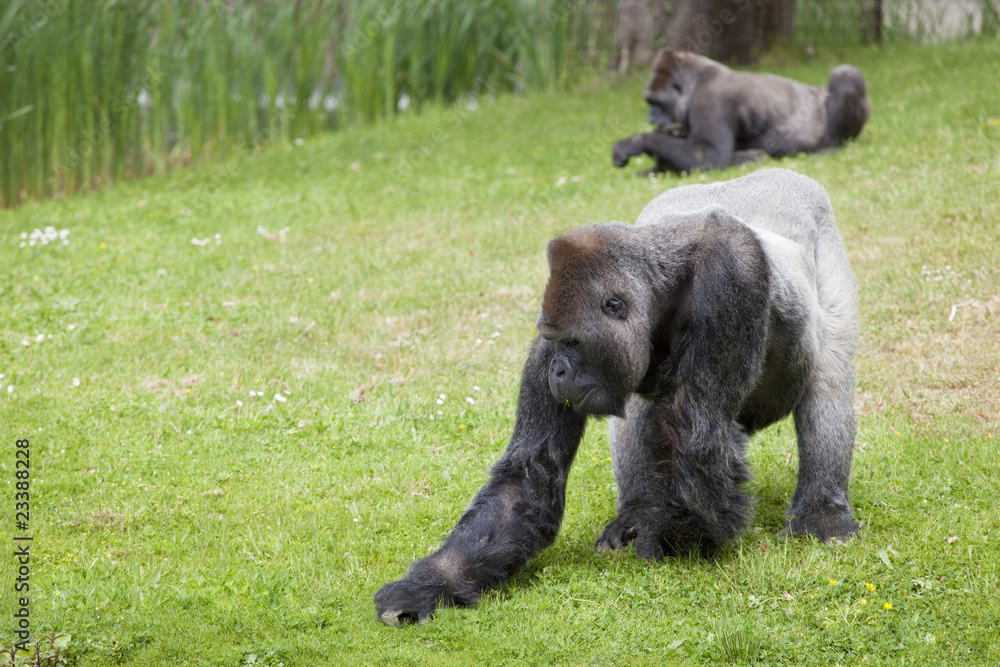 Fototapeta premium gorilles