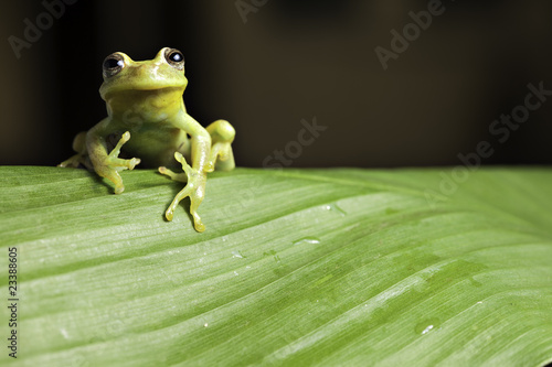 tree frog on twig in rainforest photo