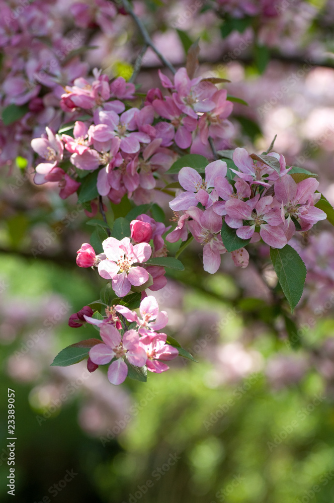 Branch of apple blossom- spring colours Branch of apple blossom- spring colours