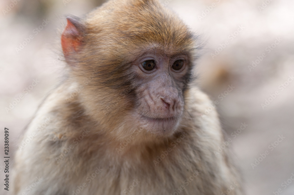 Baby Macaque (barbary ape)