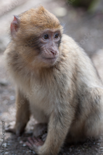 Baby Macaque (barbary ape) © Tracey Kimmeskamp