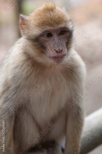 Baby Macaque  barbary ape 