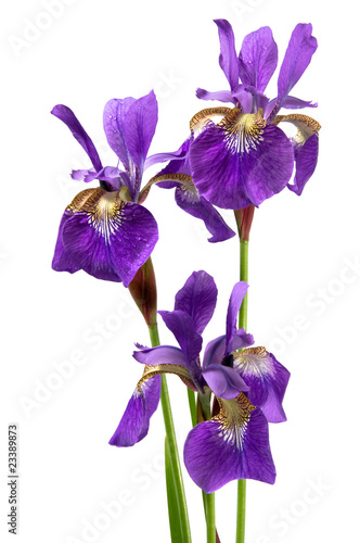 Iris sibirica