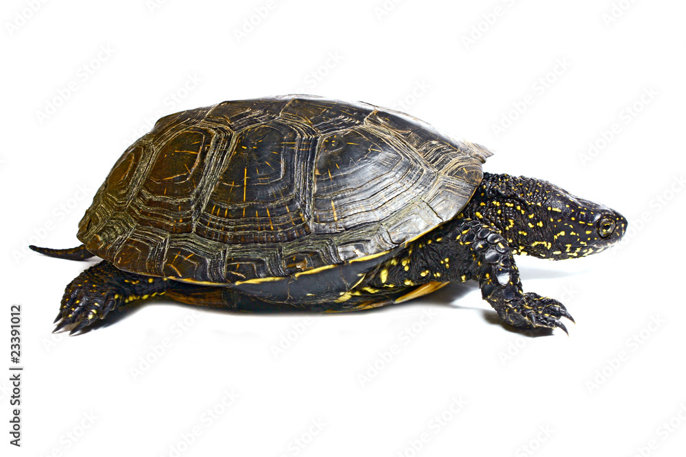 Fototapeta premium tortoise