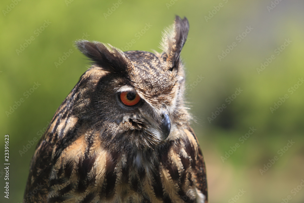 Fototapeta premium Portrait of an owl