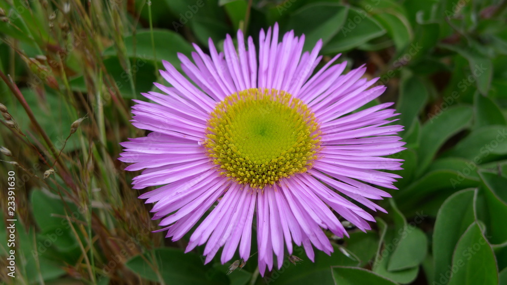 Fleur Fleur