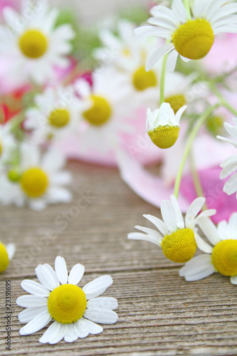 Kamillenblüten auf Rosenblätter