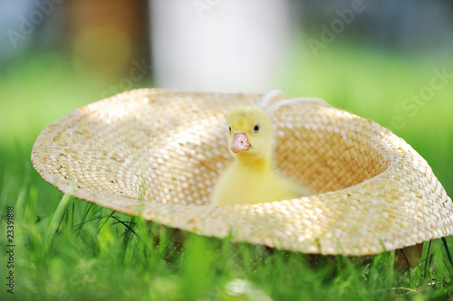 Small ducklings  green grass