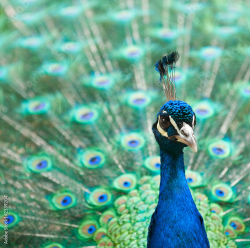 peacock with colorful tail