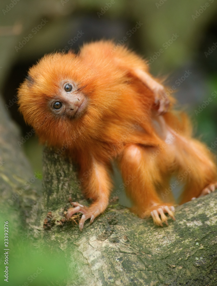 golden lion tamarin baby golden lion tamarin baby