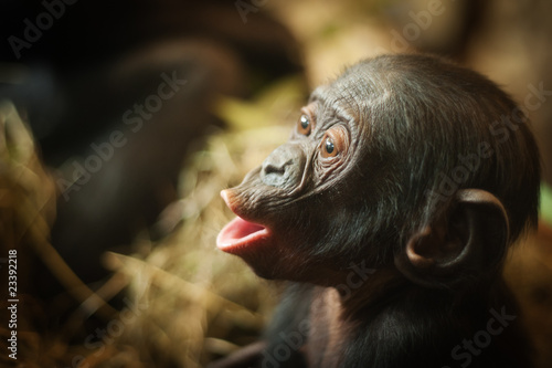 Foto Cute baby Bonobo monkey