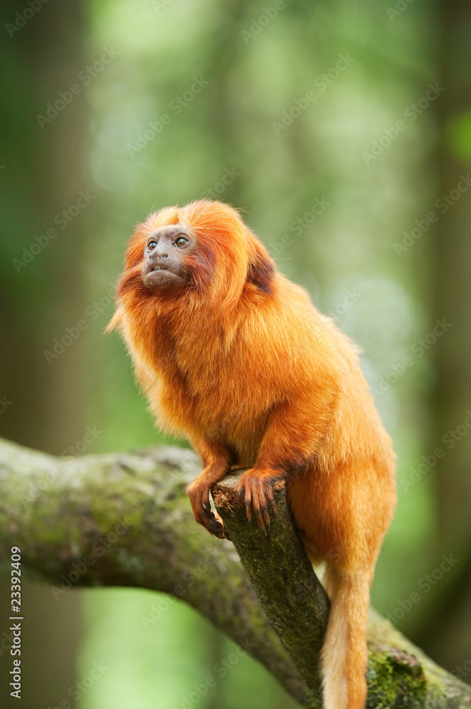 Naklejka premium golden lion tamarin