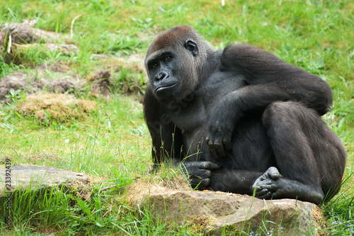 female gorilla © Eric Gevaert