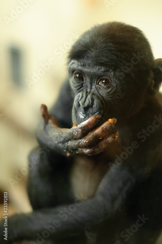 Cute baby Bonobo monkey © Eric Gevaert