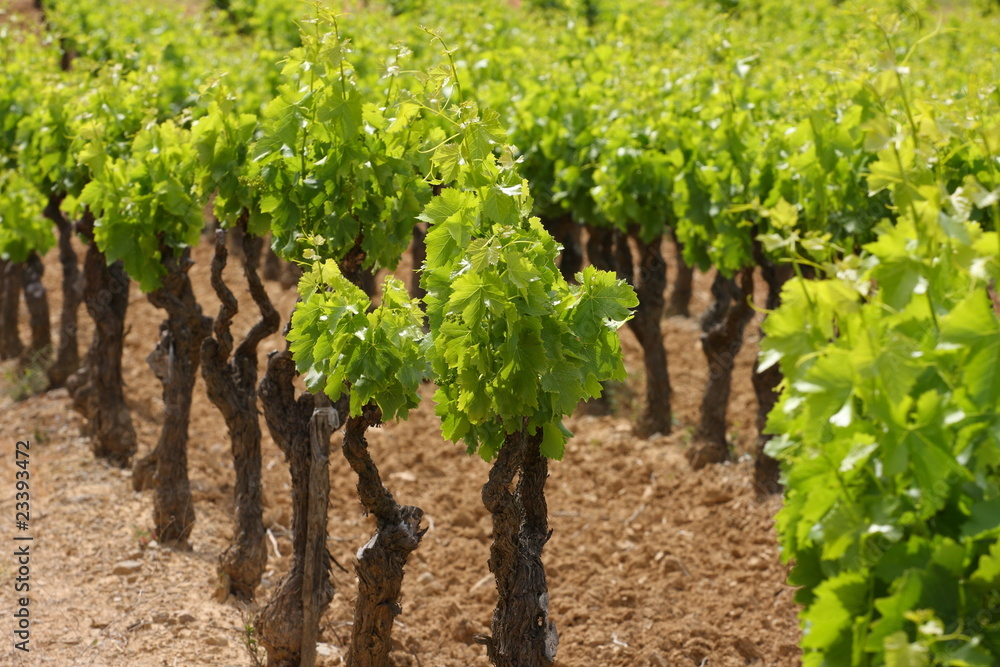 vignoble languedocien à la fin du printemps vignoble languedocien à la fin du printemps