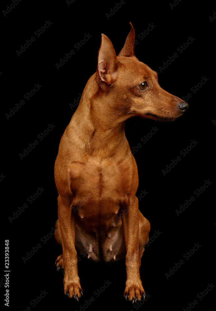 Red Miniature Pinscher isolated on black Stock Photo | Adobe Stock