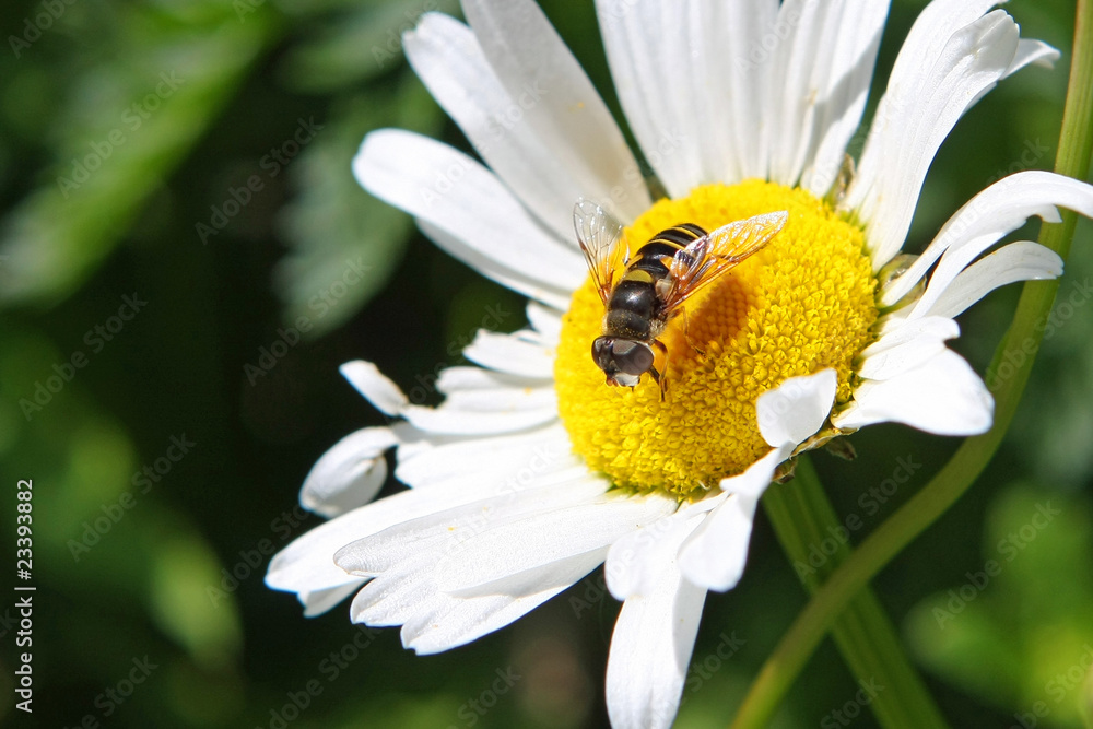 Obraz premium Transverse Flower Fly