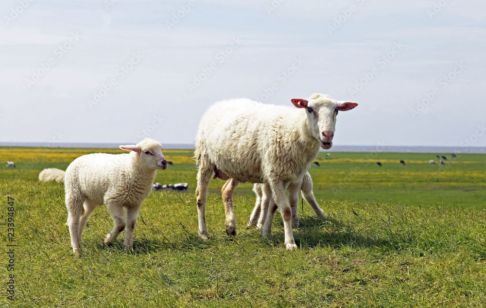 Mutterschaf mit Lamm