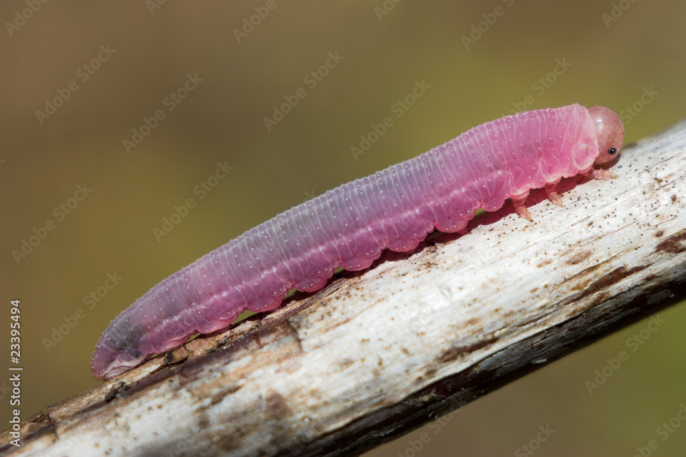 purple caterpillar Stock Photo Adobe Stock