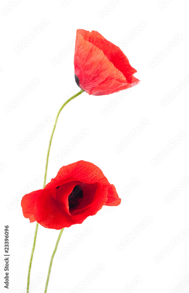 Obraz premium poppy