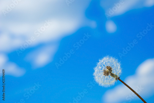 dandelion