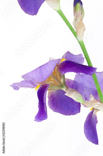 Iris