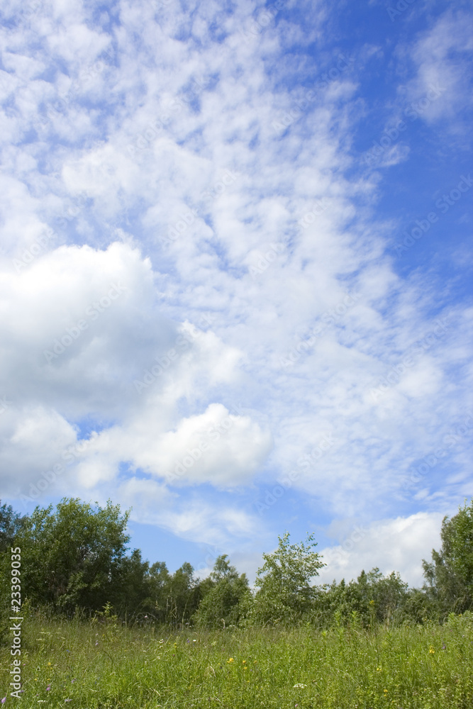 summer lawn and blue cloudy sky